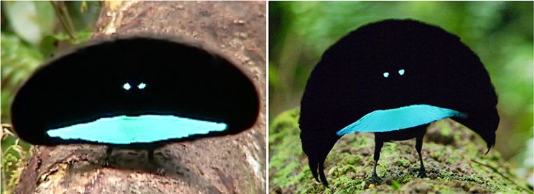The raised cape of the Vogelkop Superb Bird-of-Paradise (right) is crescent shaped and unlike the oval shape of the widespread Greater Superb Bird-of-Paradise (left) found throughout most of New Guinea. Right image by Tim Laman/Macaulay Library. Left image from video by Ed Scholes/Macaulay Library.