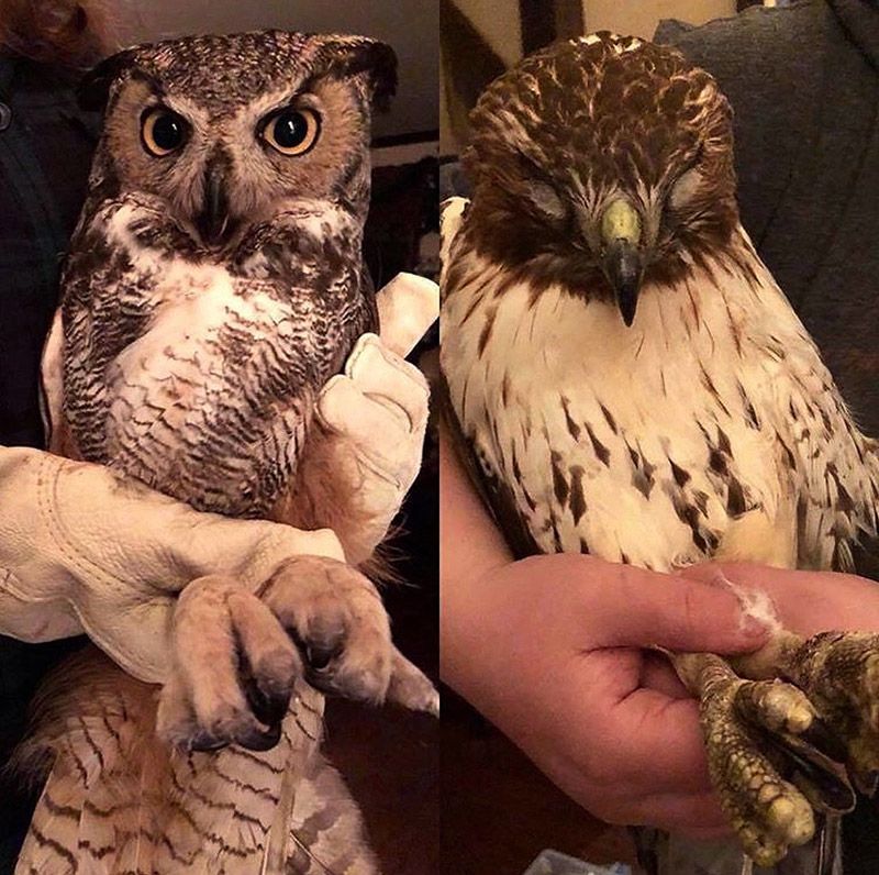 Christine's Critters' latest injured birds of prey
include a Great Horned Owl and a Red-tailed Hawk