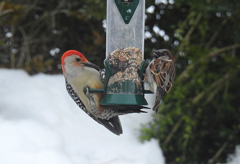 Red-bellied Woodpecker grabs a bite from the Droll Yankees birder feeder
