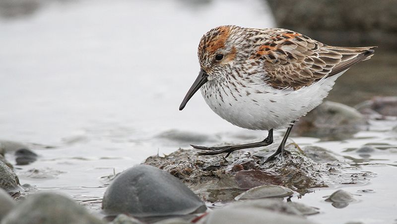 An estimated 6 million of Western Sandpipers migrate along the Pacific Flyway between northwest Alaska breeding grounds to Mexico and coastal areas of Central and North America where they spend the winter. Photo by Ian Davies