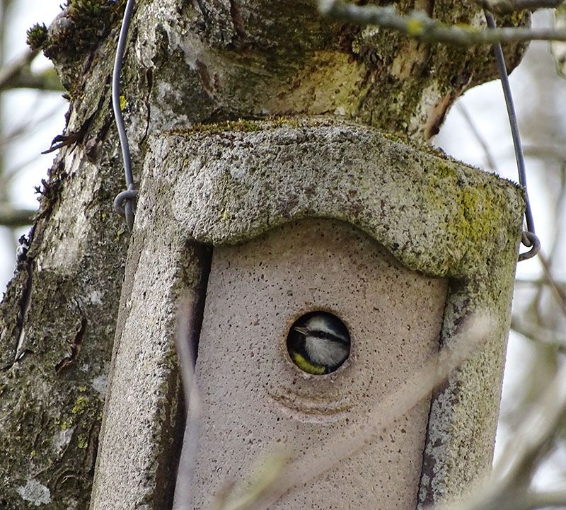 Study examines how baby Blue Tits are affected by higher temperatures in the nest
