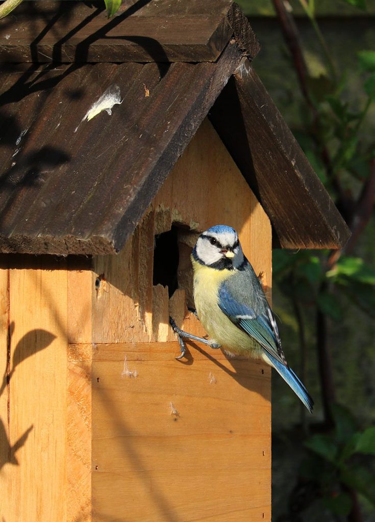 Avoid South Facing Locations When Putting Up Nest Boxes Avoid South Facing Locations When Putting Up Nest Boxes