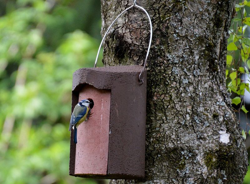 When birds actively rid themselves of heat, there is less energy left for growth, finding food and other activities that require energy