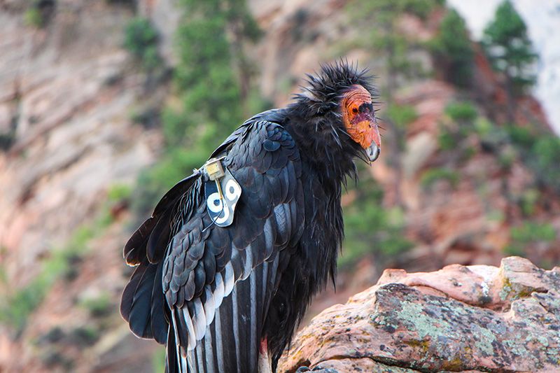 California put restrictions on the use of lead ammunition in parts of the range of the endangered California Condor