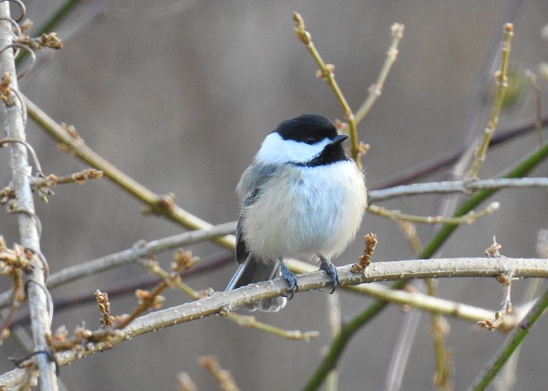 Black-capped Chickadees are cavity nesters and live in dead trees or rotten branches, or an old Woodpecker hole