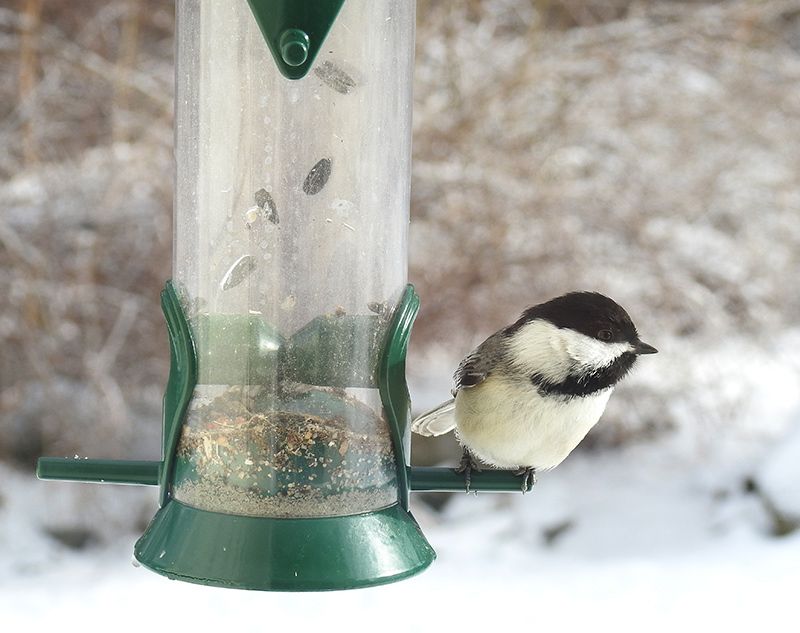 Black-capped Chickadees are frequent visitors to backyard bird feeders