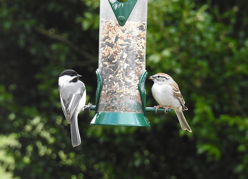 Peter Kilham at Droll Yankees changed bird feeder design forever