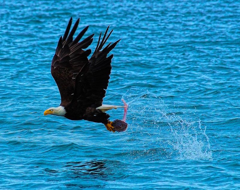 fishing birds of prey