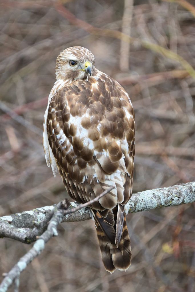 Red-shouldered Hawks and other predators ingest the lead bullets while feeding on carcasses and then become sick, in many cases leading to death