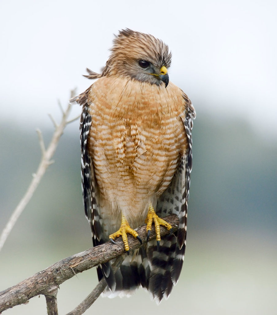 Lead Poisoning Growing Concern For Birds Of Prey