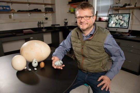 University of Illinois animal biology professor Mark Hauber studies many species of brood parasites, which lay their eggs in the nests of other birds. Photo by L. Brian Stauffer