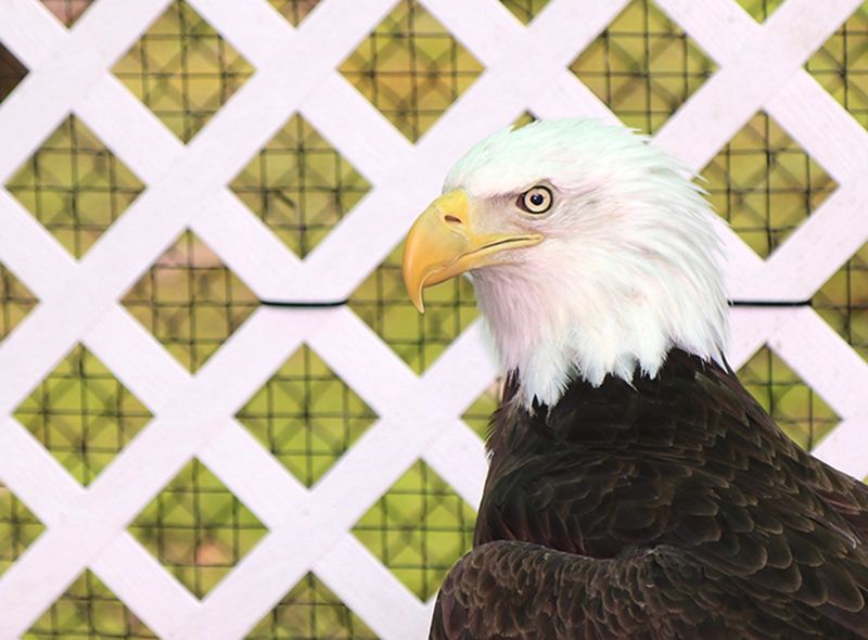 A 14-year old female Bald Eagle with lead poisoning. Photo credit: Betsy Peyreigne