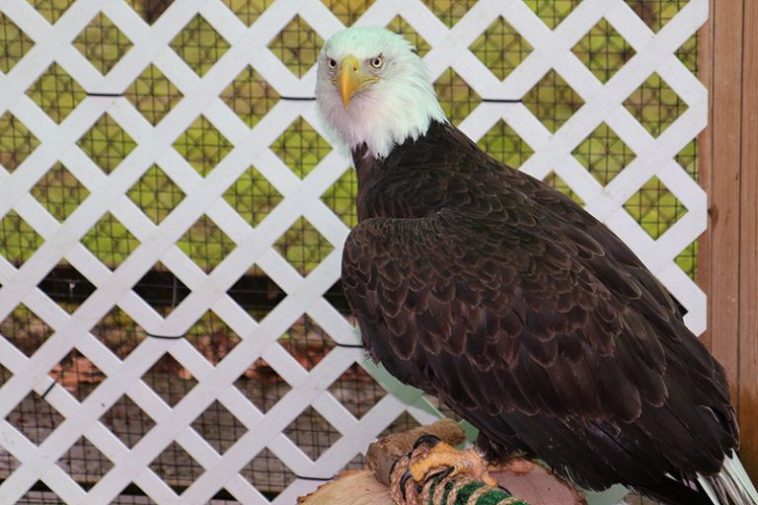 The american bald eagle once endangered now faces a new threat