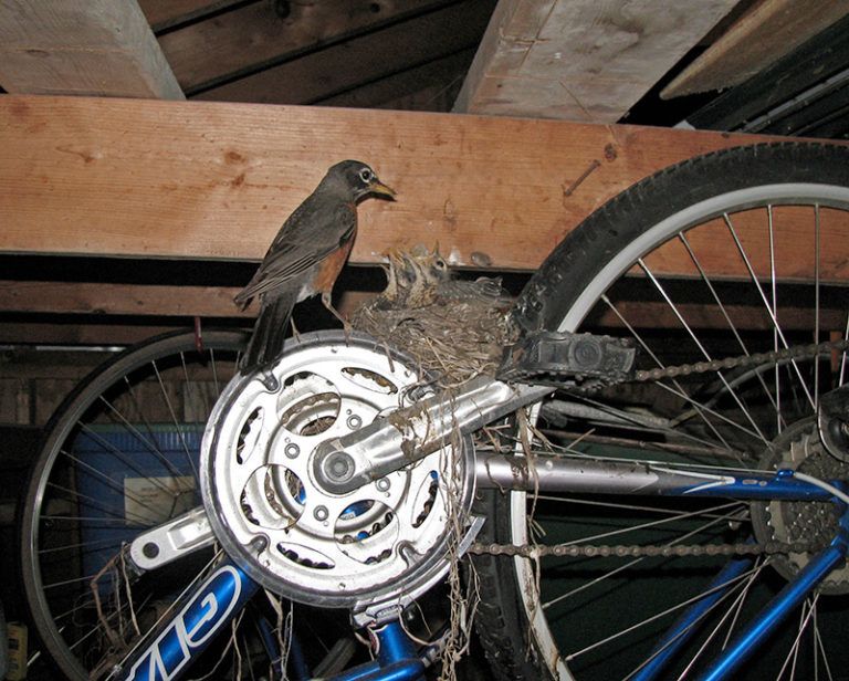 The owner of this bike won't get it in gear until these American Robin chicks fledge. Photo by Carolyn Sibne