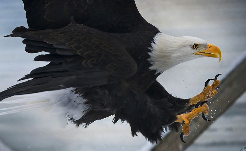 The MBTA saved the Bald Eagle from extinction