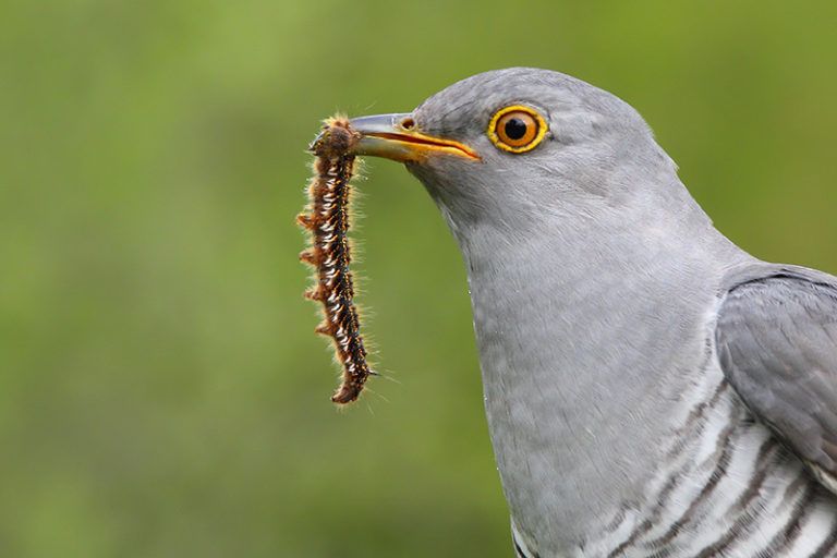 Study finds that North American birds have no defenses against invading cuckoos