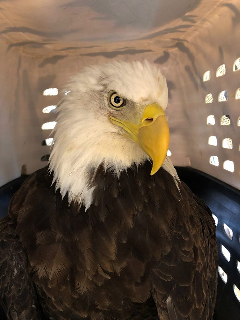 Rescued adult Bald Eagle on her way to the vet for treatments of chelation therapy