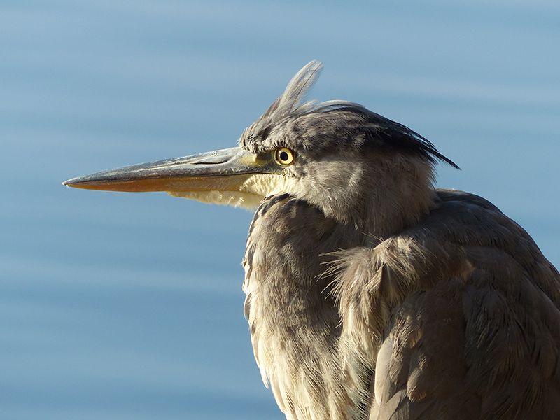 Bird watching makes you wish you had wings to fly off like this Great Blue Heron go wherever your wings can take you