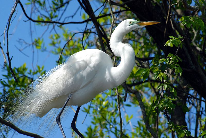 A Great White Egret can show up in the most unexpected places. And best of all, nature is free to enjoy