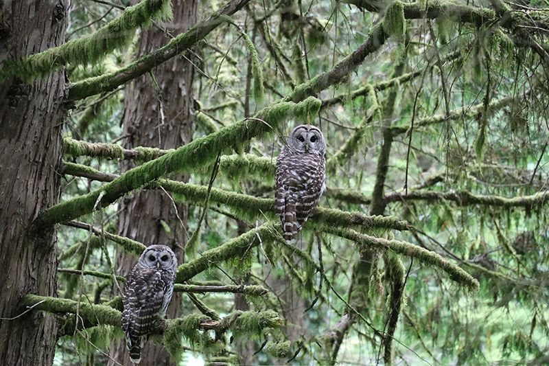 t's exciting to capture a moment like this when a pair of Barred Owls cross your path in the woods