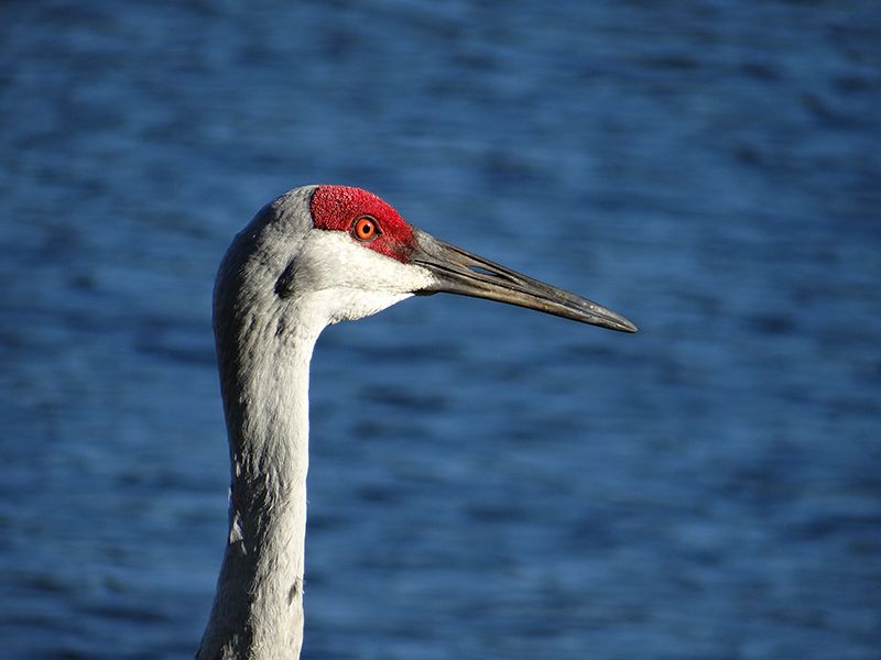 The MBTA saved the Sandhill Crane from extinction
