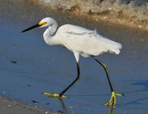 The MBTA saved the Snowy Egret from extinction