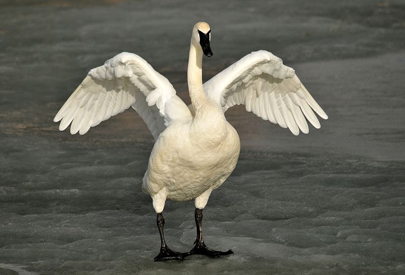 The MBTA saved the Trumpeter Swan from extinction