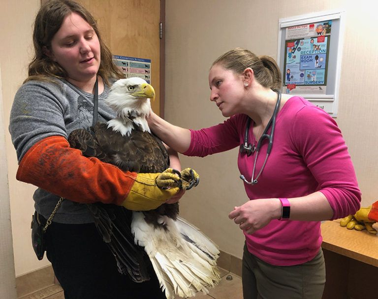 Christine's rescued Bald Eagle being examined by South Wilton Vet Group