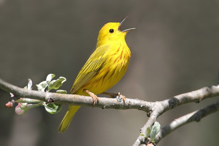 The highest density of Yellow Warblers were found in agricultural habitat rather natural forest