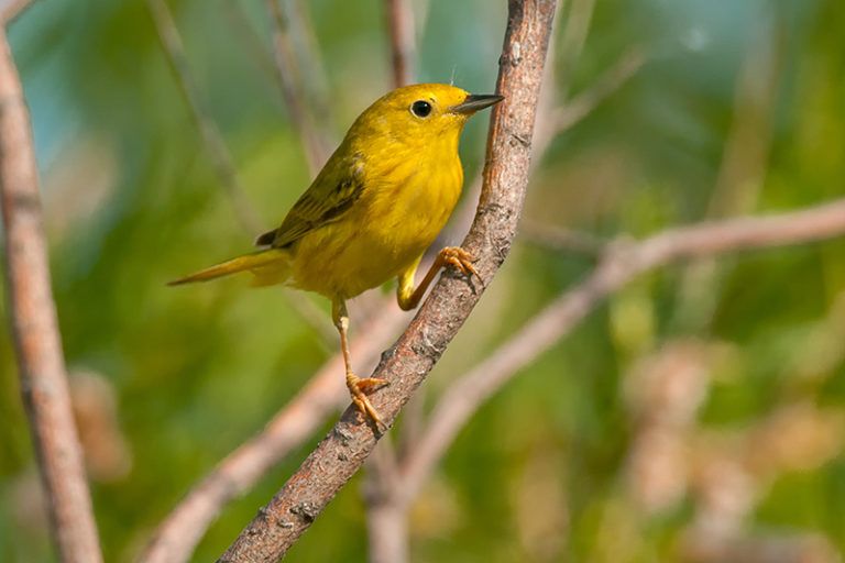 Wintering Yellow Warblers in western Mexico were studied to determine how many birds were using each of three different types of habitat -- riparian gallery forest, scrub mangrove forest, and agricultural land
