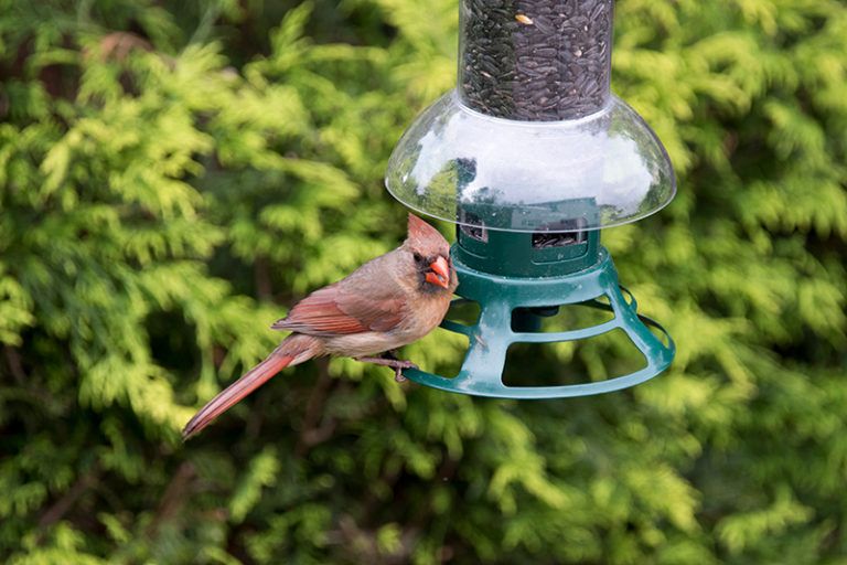 Clean your bird feeders regularly to keep your backyard birds healthy