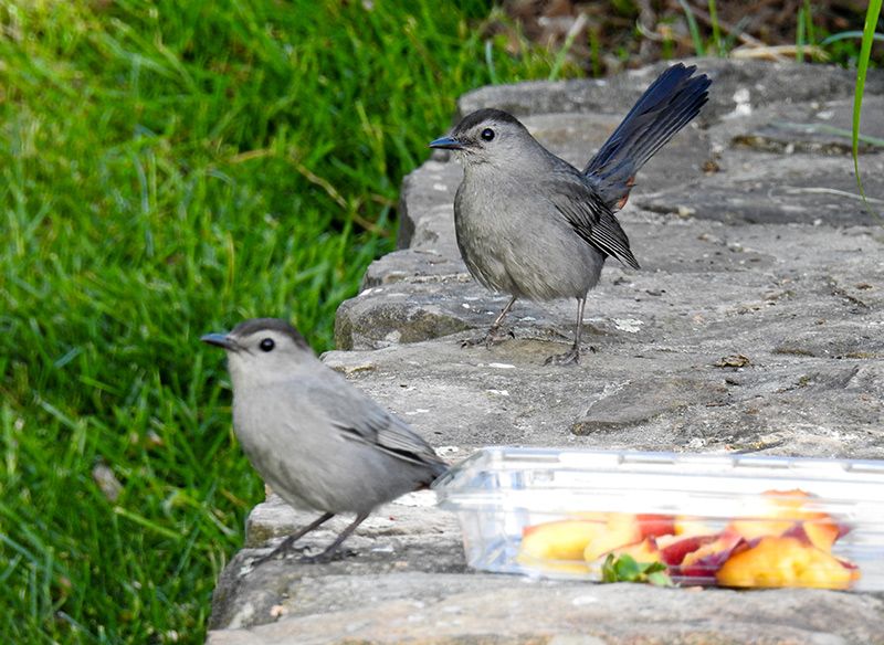 Gray Catbirds have a quirky personality and are a pleasure to watch and hear sing