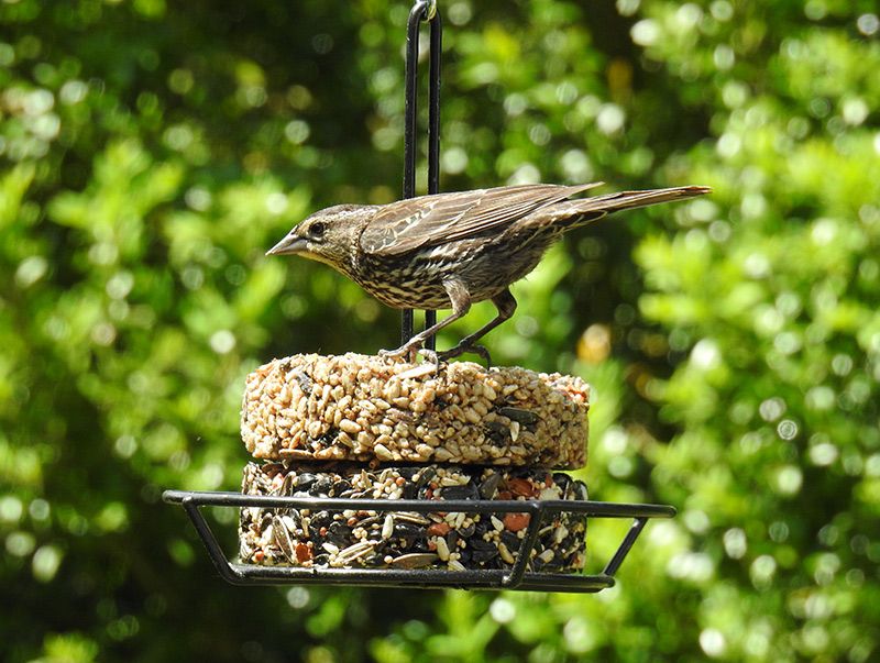 Red-winged Blackbirds fly in for a quick bite from the Snack Stack