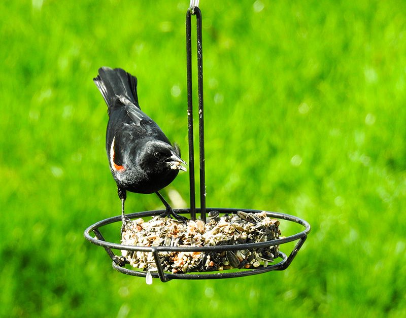 Larger birds like this male Red-winged Blackbird continually come to the Snack Stack Feeder