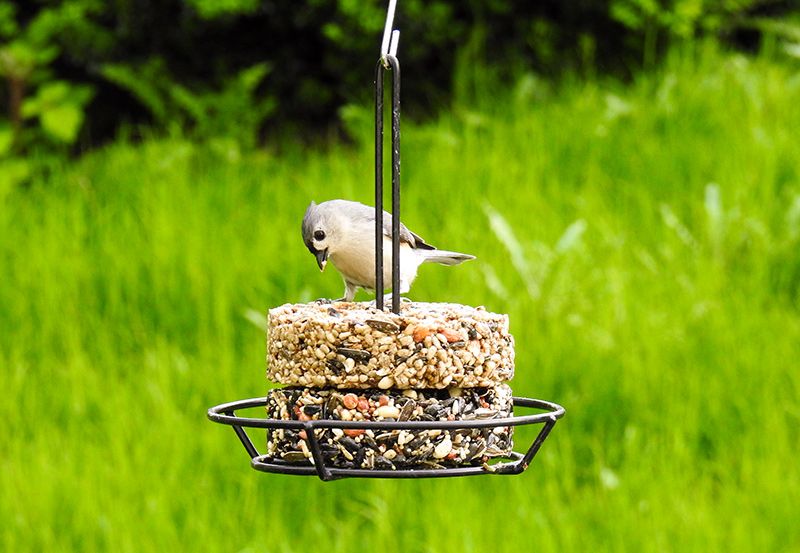 Tufted Titmice are frequent visitors to the Snack Stack Feeder