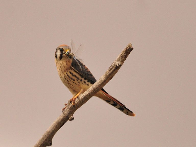 A MSU study shows how American Kestrels can boost fruit-growing states' economies