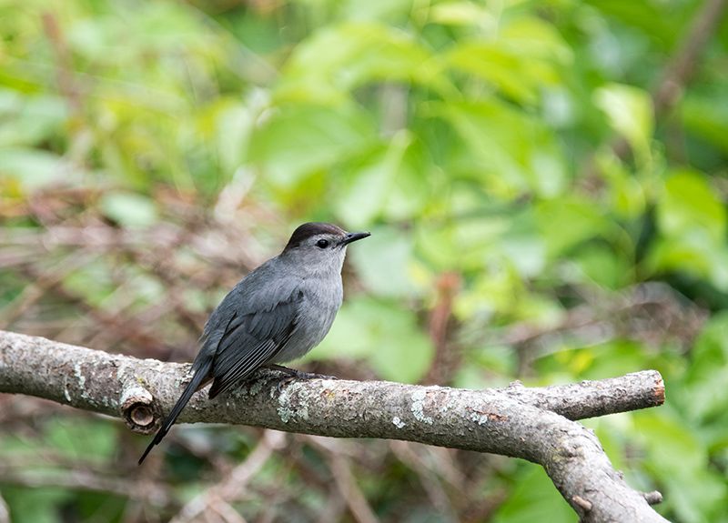 Attract Gray catbird to your backyard by planting fruit-bearing trees and shrubs