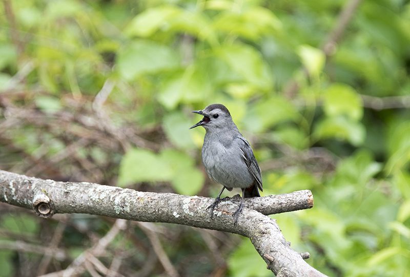 Gray Catbird is One Cool Cat with a Jazzy Song