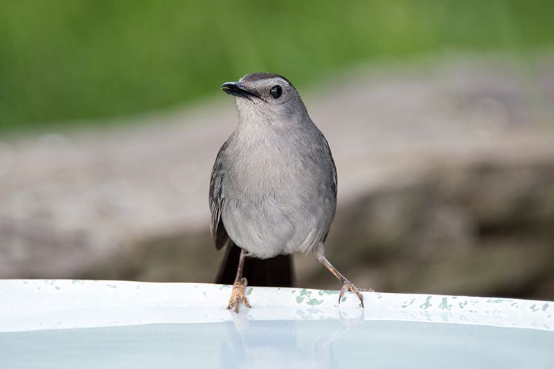 Be sure to offer your Gray Catbirds clean water for drinking and their bird baths