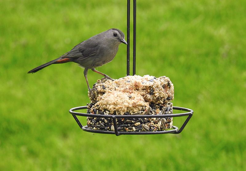 Gray Catbirds come out of the vegetation to visit the Snack Stack Feeder
