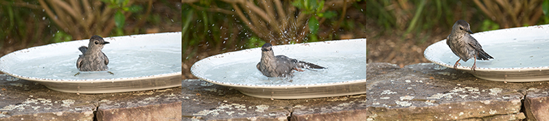 Clean your bird bath daily to keep the water clean