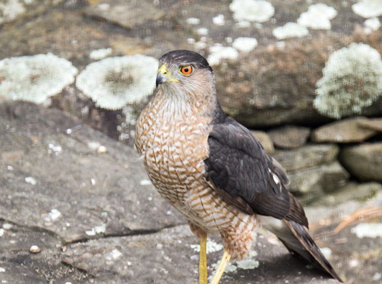Be prepared to have visit from backyard predators like this beautiful Cooper's Hawk when feeding your songbirds