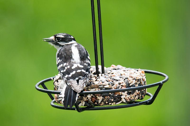 Downy Woodpecker makes continual visits to the Snack Stack Feeder throughout the day