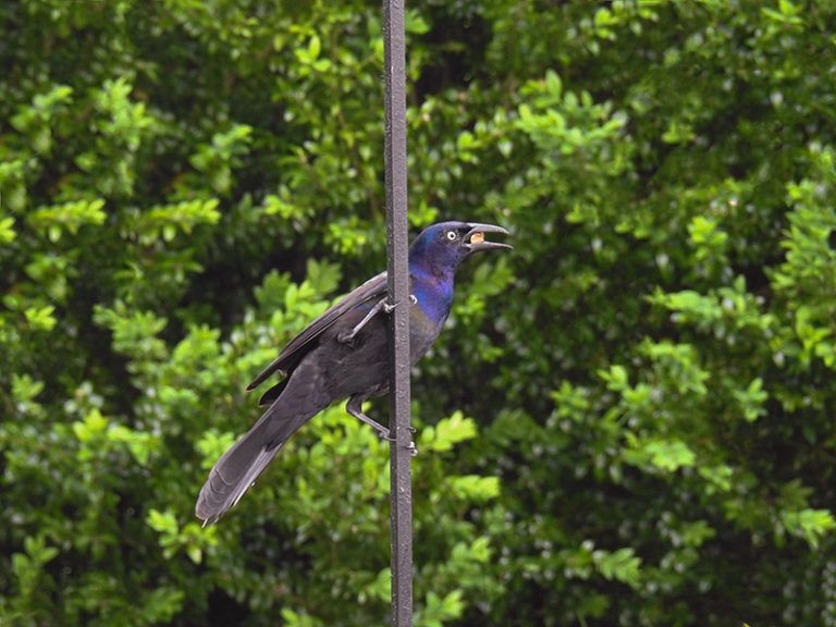 Grackle "steals" a Peanut Suet Nugget from the bird feeder