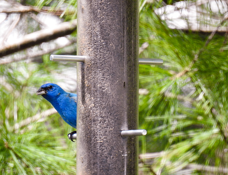 It was a joy having an Indigo Bunting stop by our yard for a few days in May