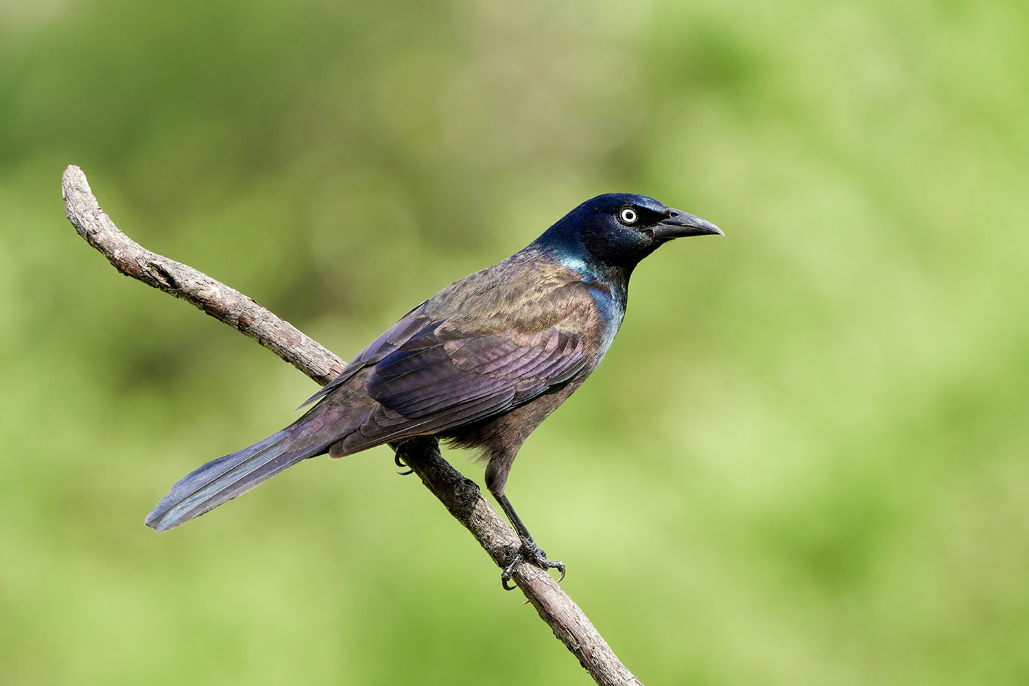 Are Grackle Birds Bad 