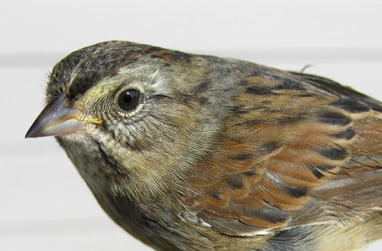 Swamp Swallows study shows that creating traditions that pass the test of time doesn't necessarily require exceptional intelligence
