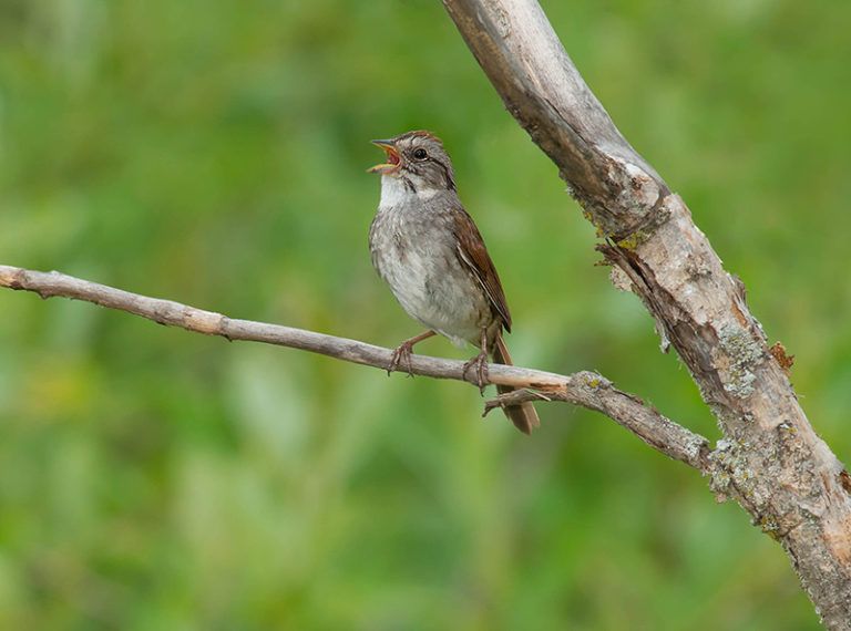 By copying the most popular birdsongs, Swamp Sparrows create time-honored song traditions that can be just as long-lasting as human traditions