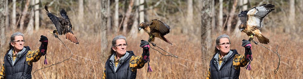 Theron flies back and forth from Christine to Betsy with each holding a tidbit of food (bait) to entice him to keep going