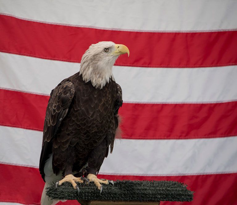 Enjoy Fourth of July festivities with fireworks and protect birds by attending a commercial display, rather than setting off pyrotechnics in your backyard.